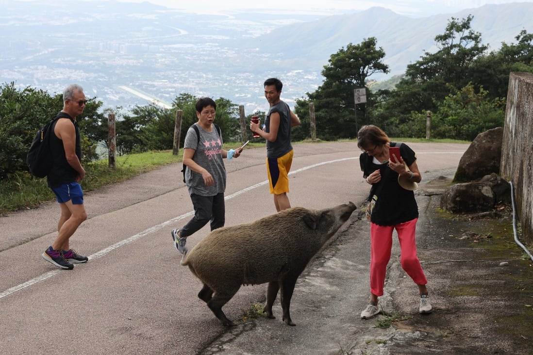 Wild boar encounters are increasingly common in Hong Kong. Photo: May Tse