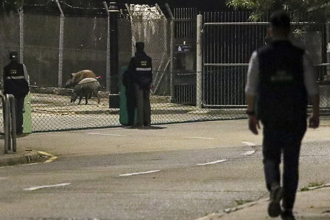 Wildlife officers catch the boars on Shum Wan Road. Photo: Edmond So