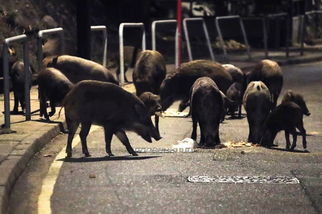 Wild boars at Shum Wan Road in Wong Chuk Hang. Photo: Edmond So