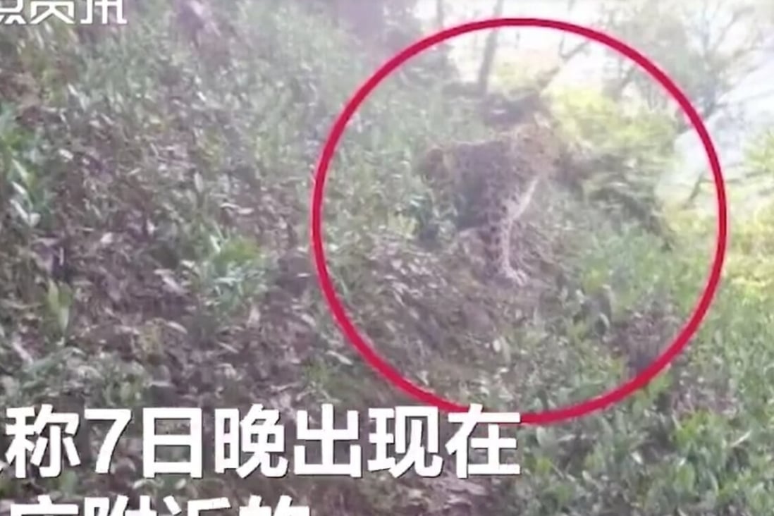 One of the viral video clips showed an escaped leopard roaming through a tea plantation. Photo: Weibo