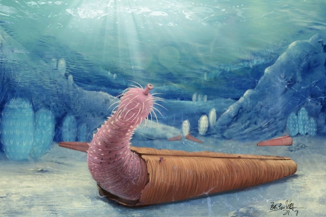 Priapulans, which still exist today, have been around for around 500 million years and are commonly called ‘penis worms’. Photo: Zhang Xiguang