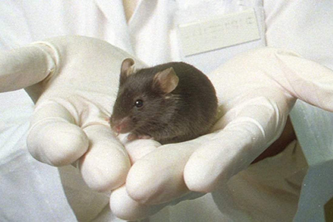Unbelievable Two Existing Drugs Reverse Alzheimers In Mice The Science Explained - 8sq43ql