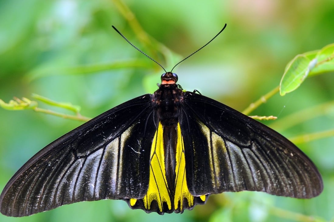 Common birdwing (Troides helena) in the Fung Yuen Butterfly Reserve, Tai Po