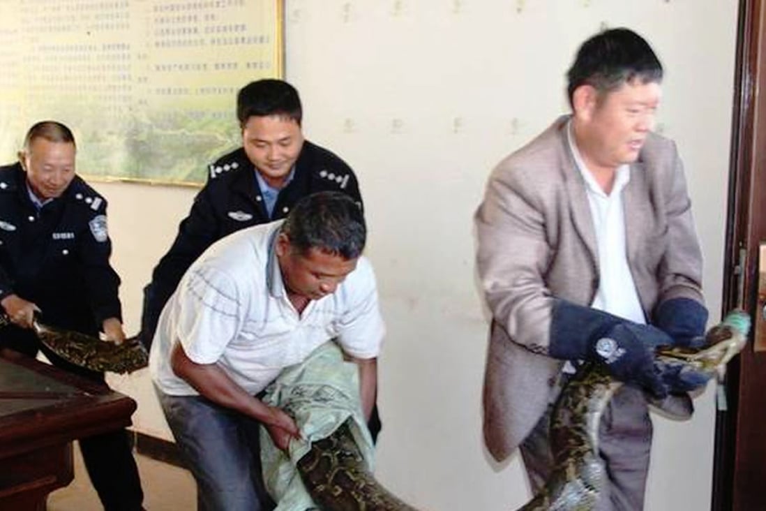 Four-metre-long century-old python discovered in China by road work ...