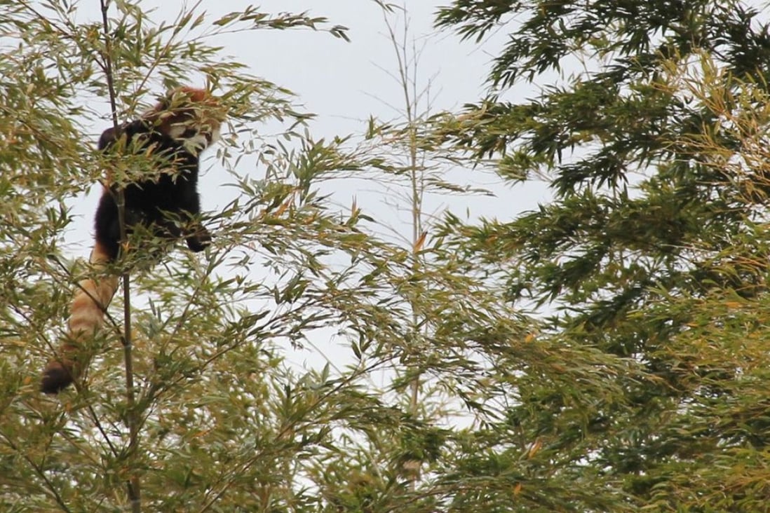 Bamboozled Japanese Zoo Recovers Runaway Red Panda After Frantic Search South China Morning Post