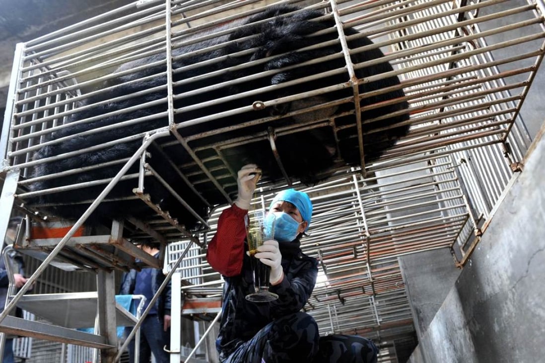 Workers collect bear bile at one of the traditional Chinese medicine company Guizhentang's controversial bear bile farms in Huian, Fujian province. Bear bile has long been used in China to treat various health problems, despite scepticism over its effectiveness and outrage over the extraction process which animal rights groups say is excruciatingly painful for bears. Photo: AFP