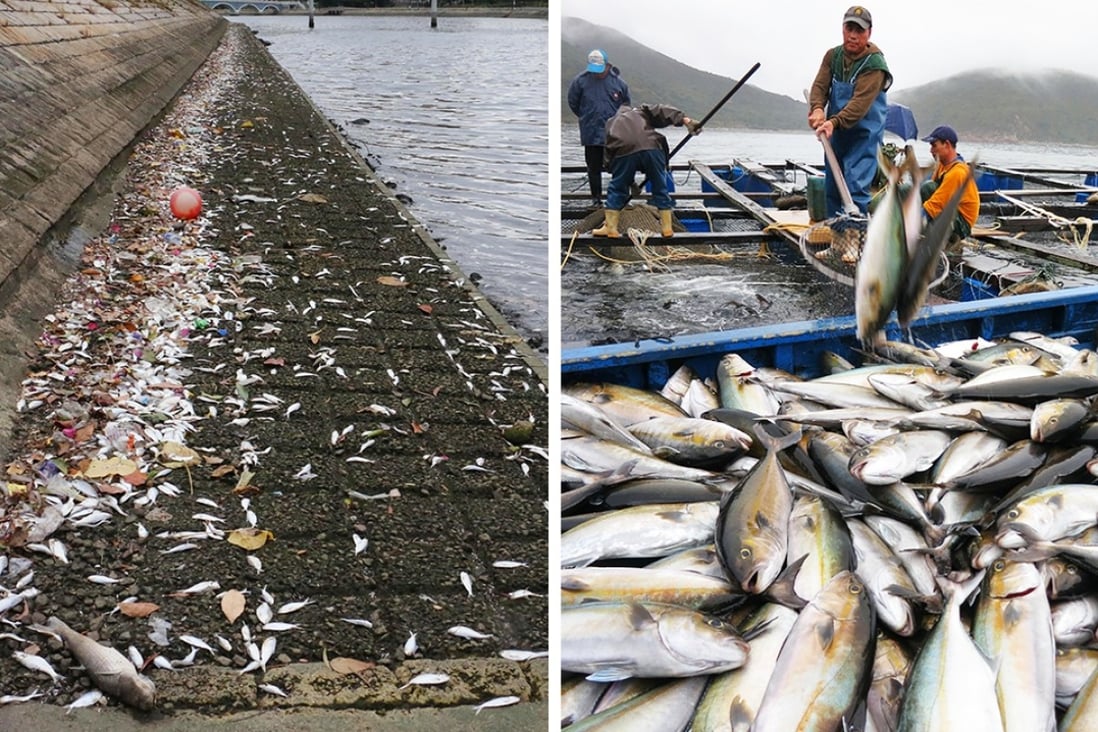 Thousands of dead fish have been found in the Shing Mun River in Sha Tin. Photos: SCMP Pictures