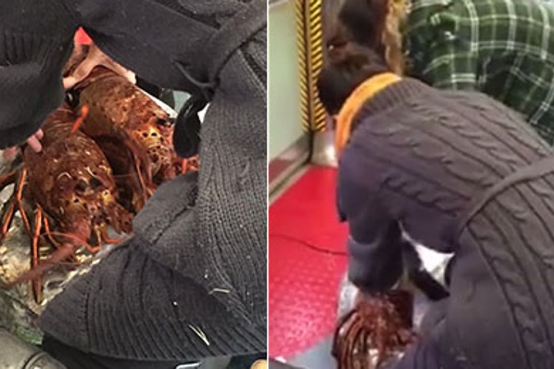 The women were filmed pushing the lobsters into a suitcase. Photo: Lee Ming Fai/Facebook