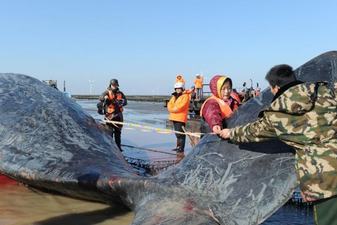 Authorities and experts measured the giant carcasses to try to determine the cause of death. Photo: China News