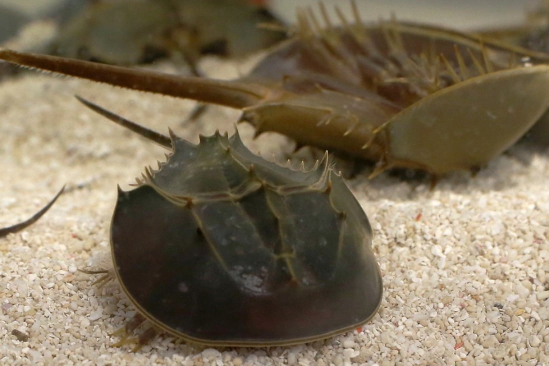 Killing horseshoe crabs for good karma? Misguided Hong Kong Buddhists