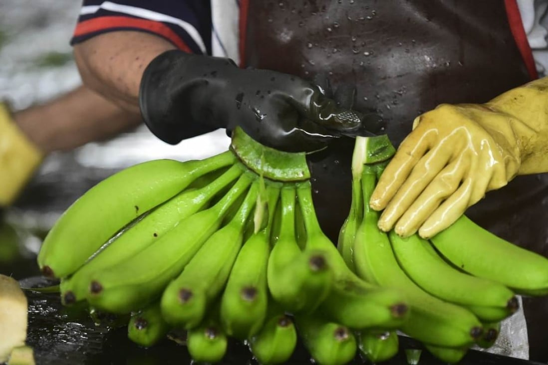 Students will be paid US900 to eat a modified banana