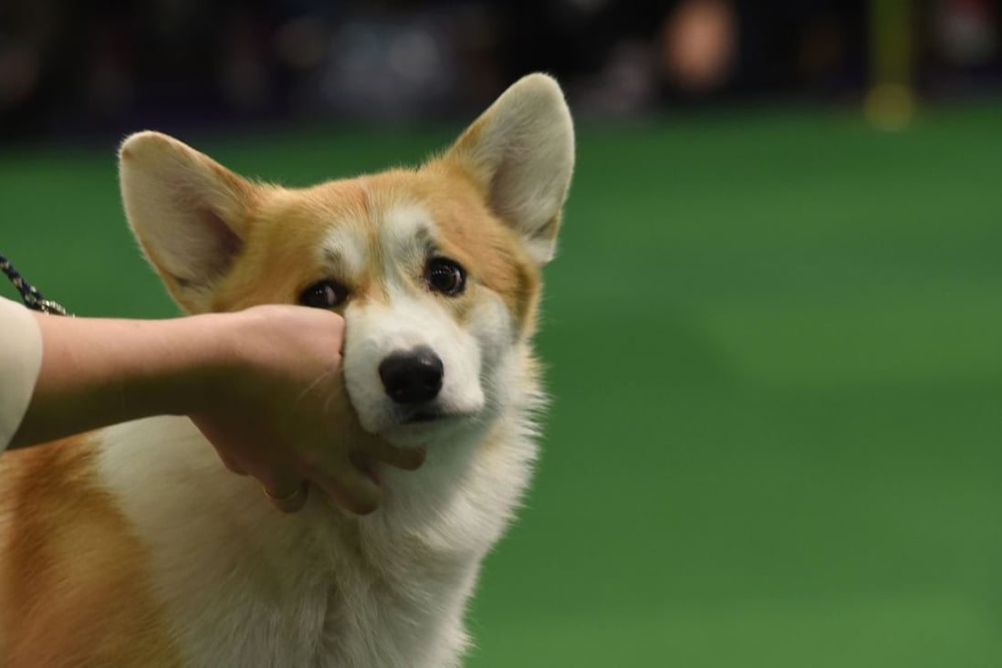 A Pembroke Welsh Corgi. The animal at the centre of the dispute was worth US$1,840, according to The Mirror newspaper. Photo: AFP