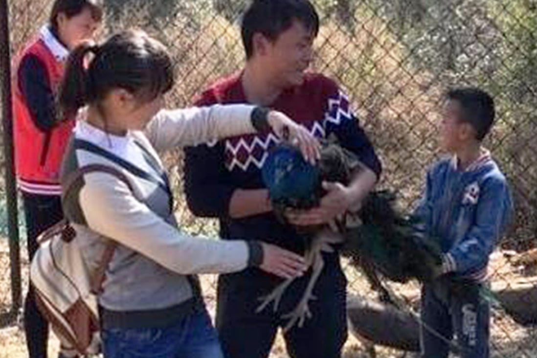 One of the peacocks at Yunnan Zoo died of shock on February 12 as a result of being held forcefully by Chinese tourists while they posed for photographs, the zoo said. Photo: Tencent