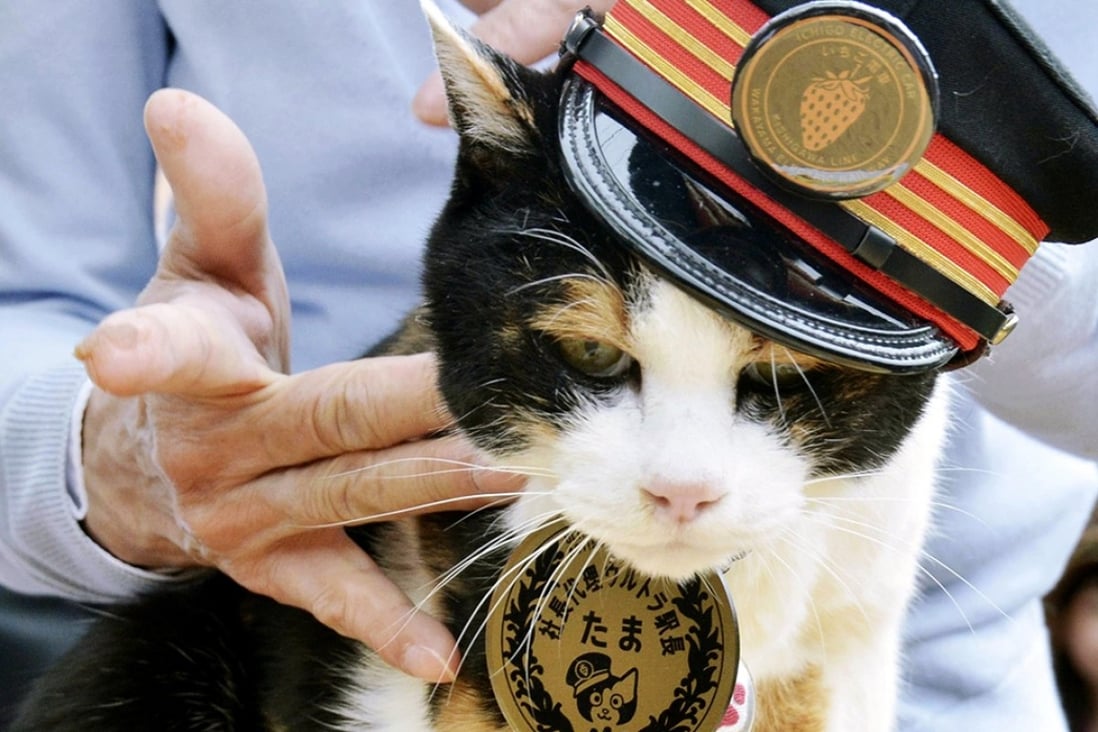 Tama the cat became famous in Japan as a pseudo-stationmaster at a railway station. Thousands of people attended her funeral last year. Photo: Kyodo