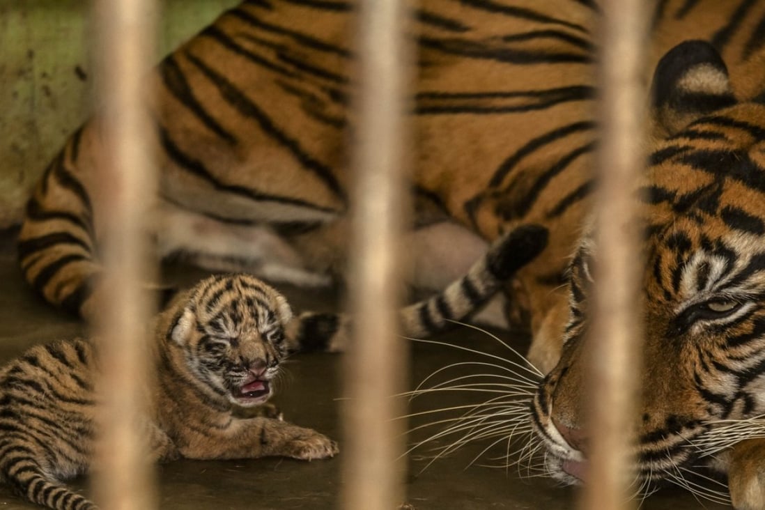 Are you contributing to animal abuse? Attractions to avoid on your next holiday | South China Morning Post Are you contributing to animal abuse? Attractions to avoid on your next holiday | South China Morning Post