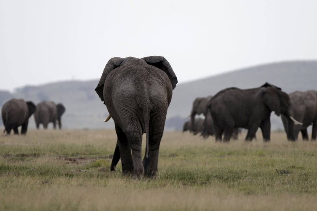 Elephants roam the Amboseli National Park in Kenya. The very survival of the species is now at stake. Photo: Reuters