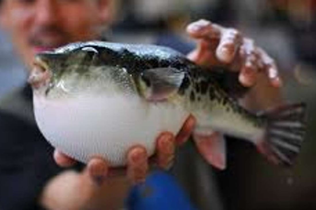 A pufferfish, or fugu, in Japan, where only licensed chefs are allowed to prepare and serve them. Photo: SCMP Pictures