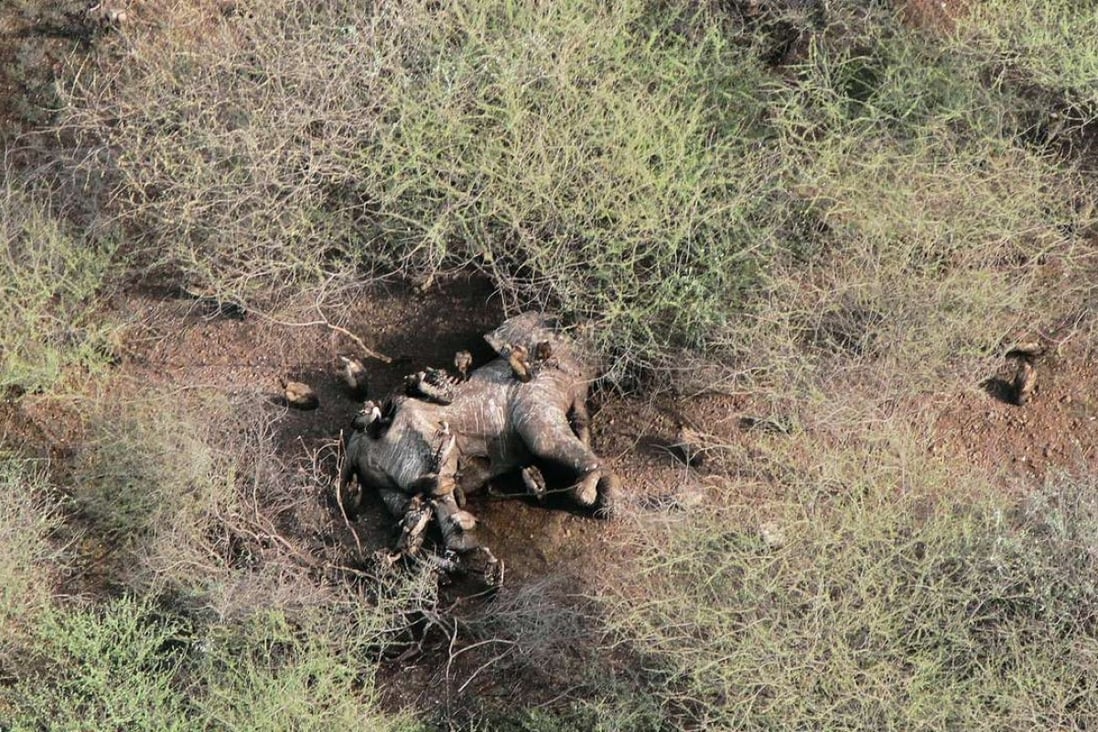 An aerial view of a dead, poached elephant in a national park in South Sudan. Photo: AFP/Wildlife Conservation Society