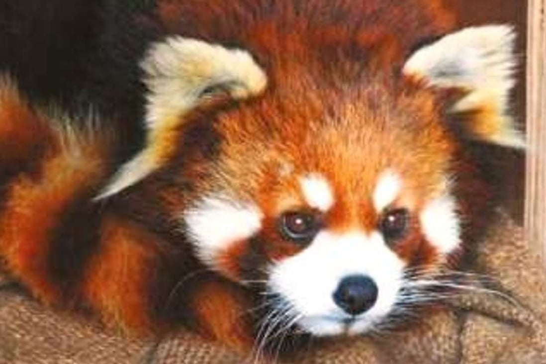 Endangered red pandas were among the animals caught and slaughtered by wildlife smuggling ring. Photo: Sina.cn