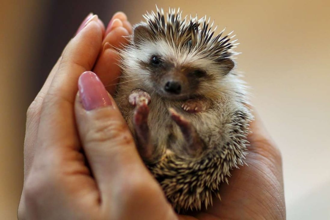 A woman holds a hedgehog at the Harry hedgehog cafe in Tokyo. Photo: Reuters