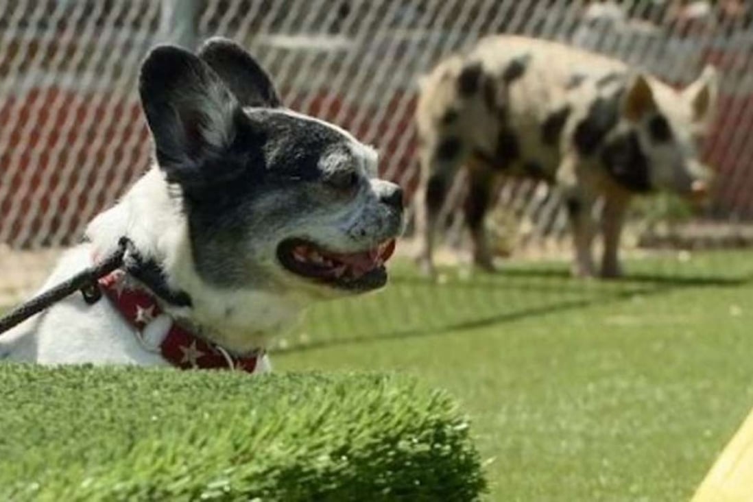 Cesar Millan, the ‘Dog Whisperer’, is cleared of animal