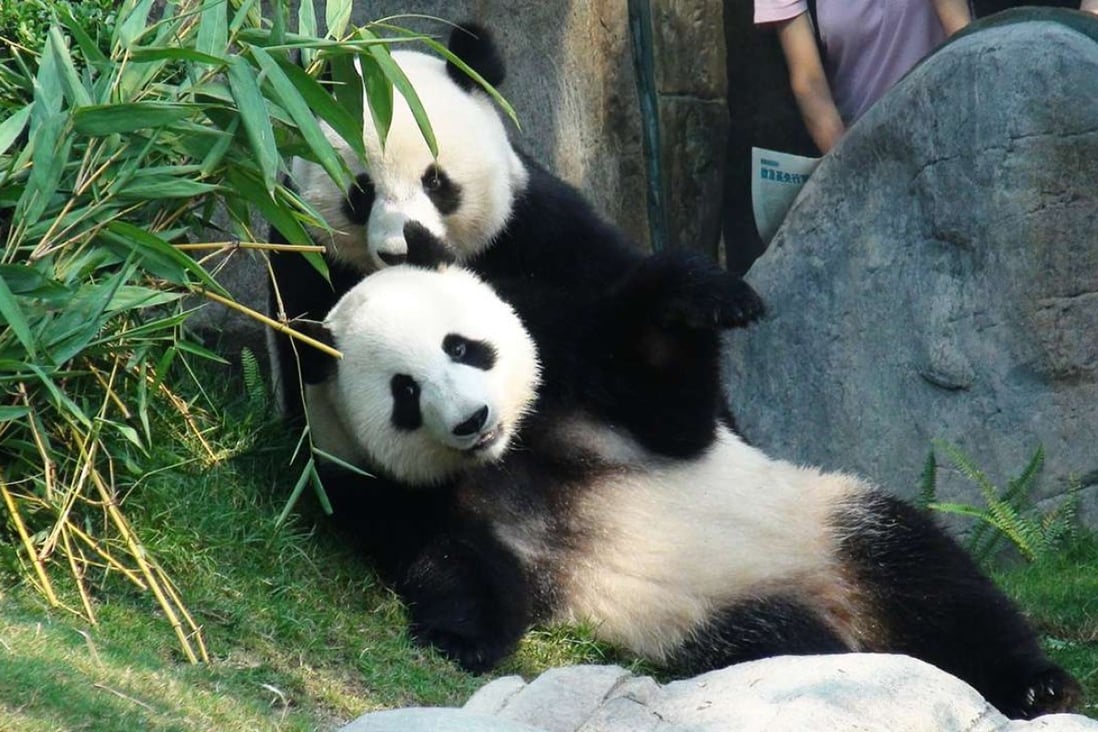 Panda attraction closed at Hong Kong’s Ocean Park as Ying Ying tries ...