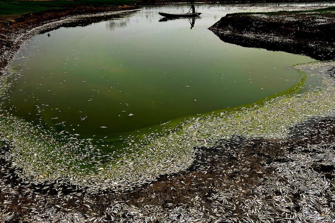 A fisherman rows through floating dead fish in the Fuhe River in Wuhan, Hubei province, in September 2013. Photo: Wuhan Evening Press