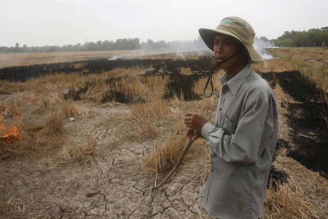 A farmer burns his dried-up rice on a paddy field stricken by drought in Soc Trang province in the Mekong Delta in Vietnam. Photo: Reuters