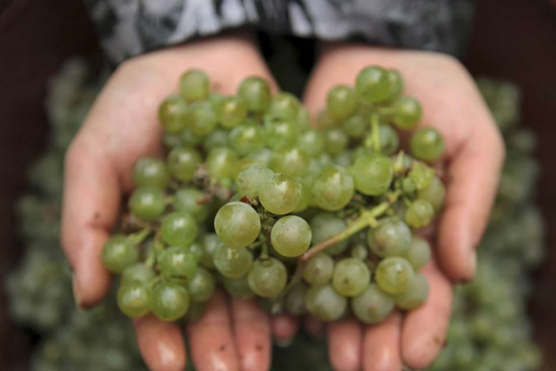 Riesling grapes from a vineyard in the Rheingau winemaking region near Johannisberg, Germany. Photos: Corbis