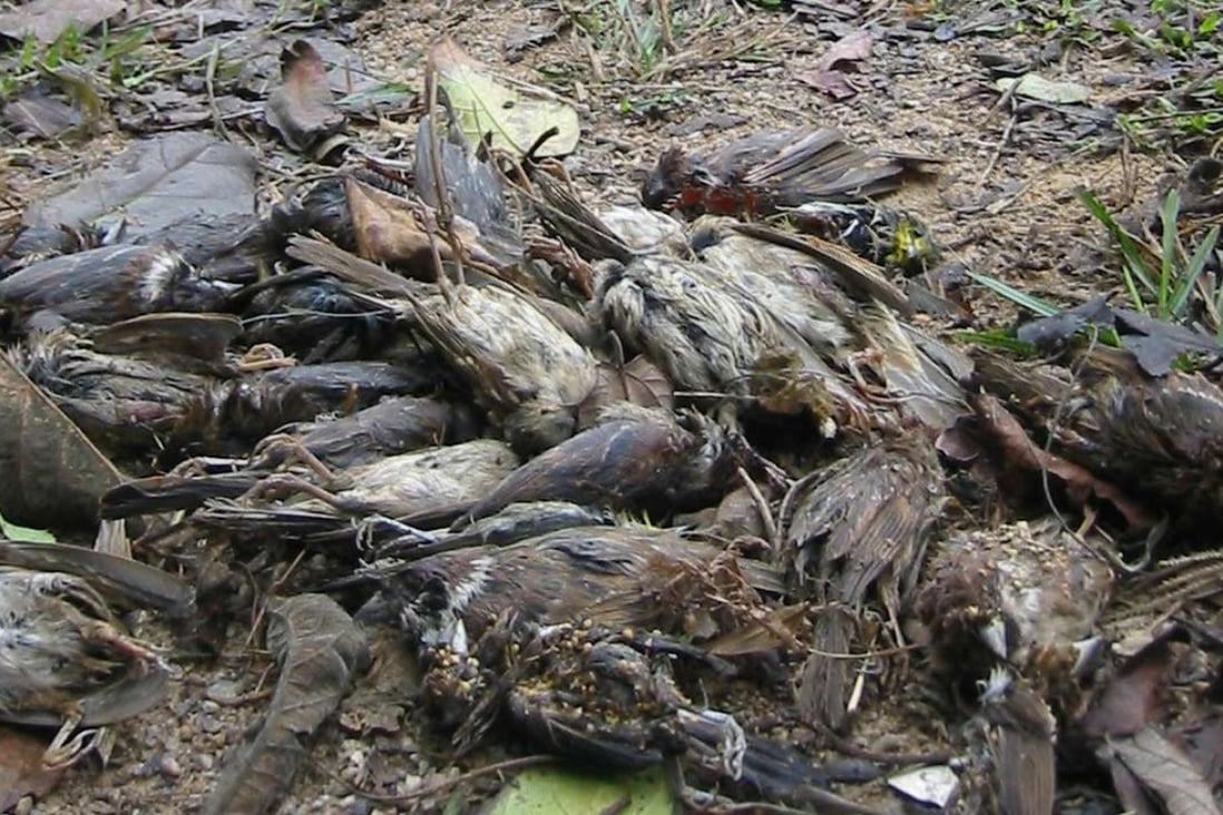 As many as three-quarters of birds released in Hong Kong can die.