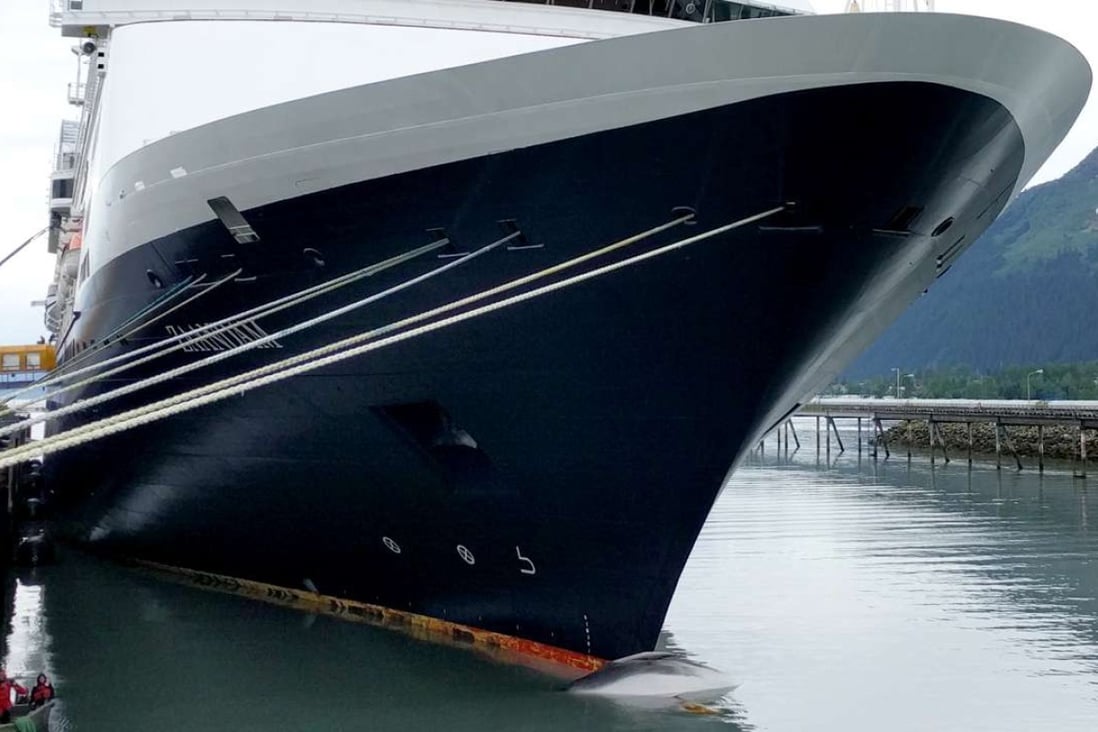 Dead Whale Found Hanging Off Bow Of Cruise Ship Entering Alaska Port South China Morning Post