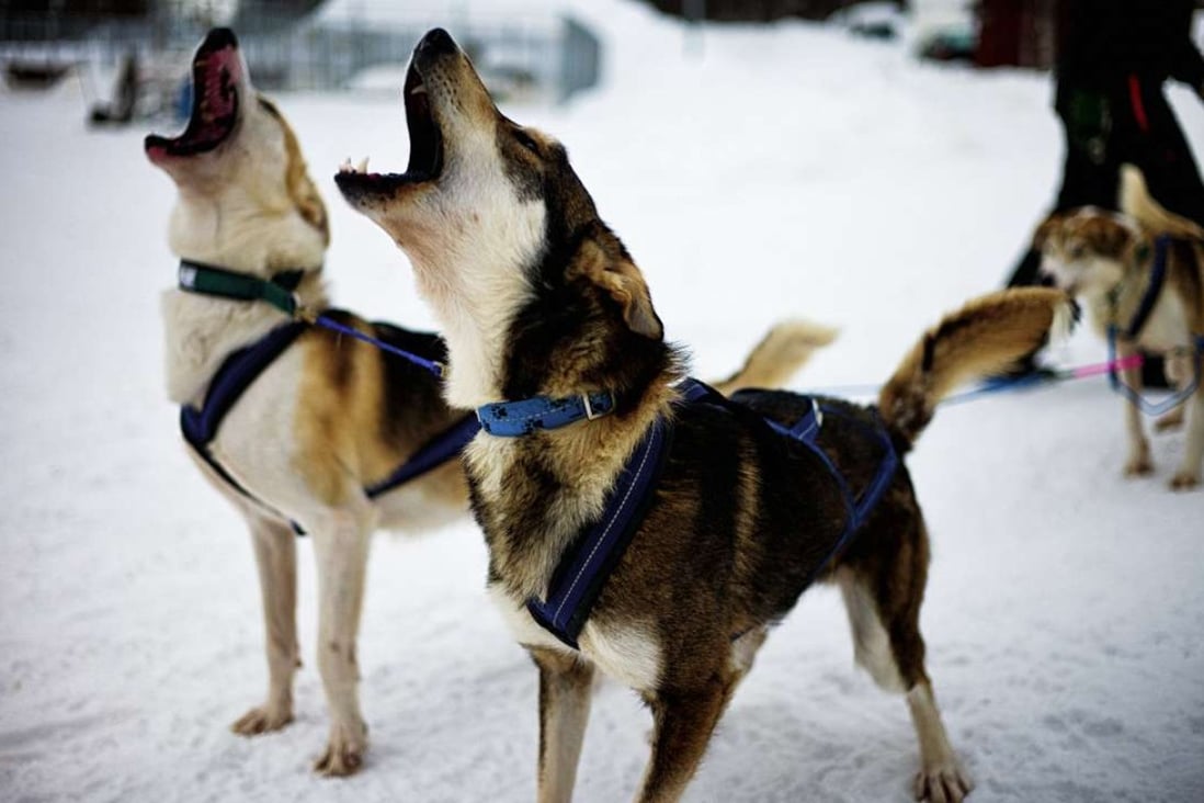 Dogs pull ice sleds in Swedish Lapland. Photos: John Butlin