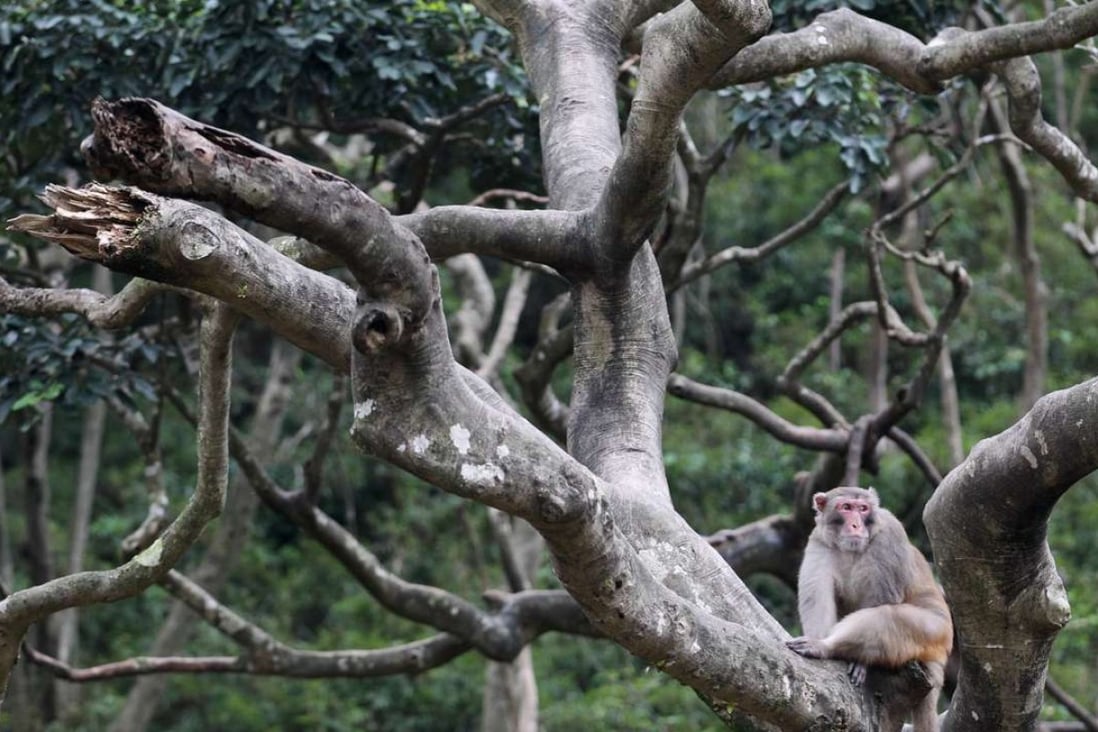 Carol Dyer memorably combines her insights as a pharmacologist, medical editor, and long-term Hong Kong resident to offer entertaining and well-researched insights into the wild monkeys of Kowloon in Imprint 15.