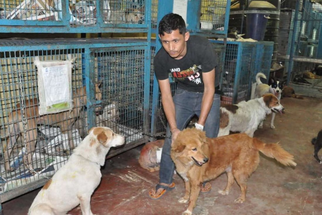 Cruelty against stray animals on the rise in India amid lack of effective laws | South China Morning Post Cruelty against stray animals on the rise in India amid lack of effective laws | South China Morning Post