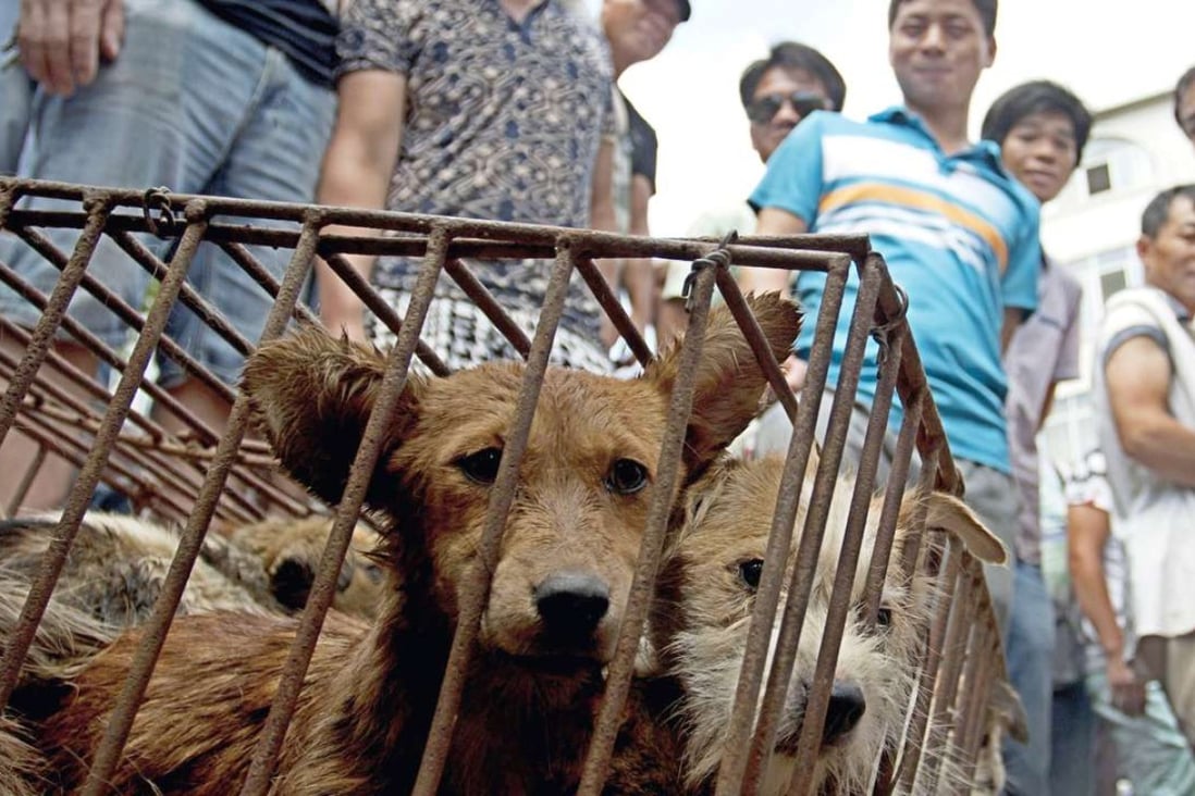 Dogs in cages are sold by vendors at a market during a dog meat festival in Yulin last year. Photo: AP
