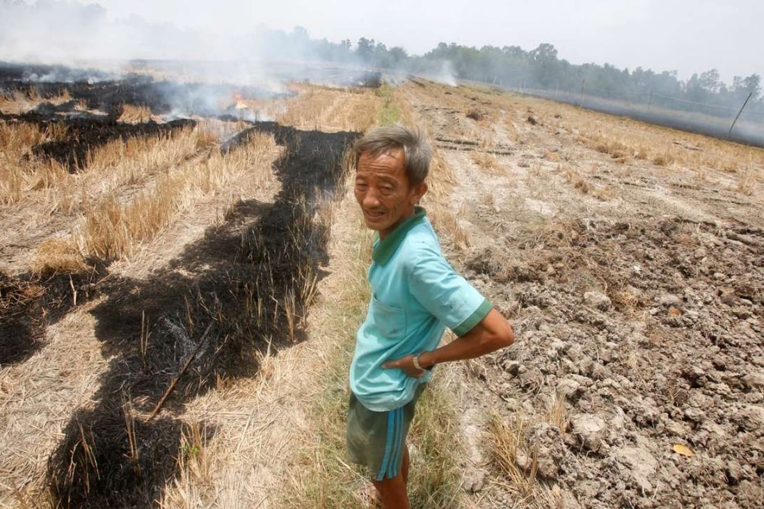A farmer burns his dried-up rice on a paddy field stricken by drought in Soc Trang province. Photo: Reuters