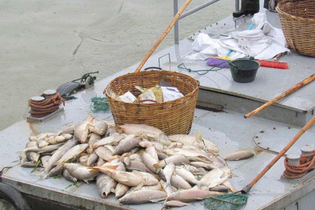 Some of the dead fish pulled from the water in Nanjing. Photo: Qq.com