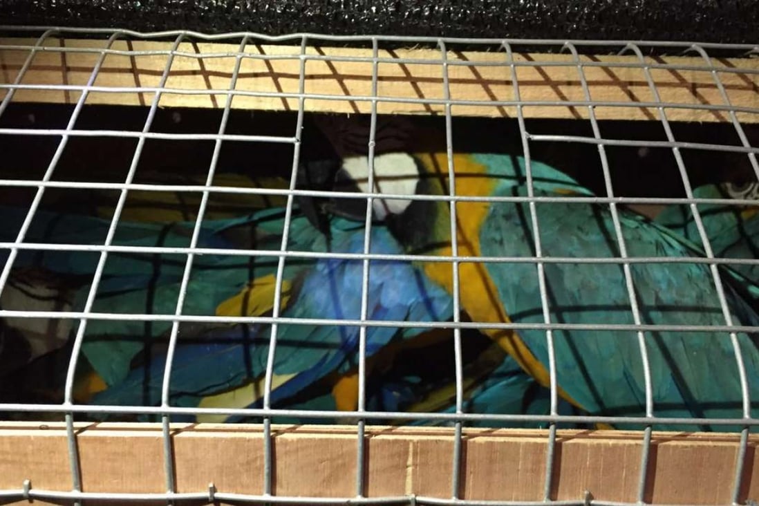 The caged birds seized in the raid. A macaw worth HK$10,000 in Hong Kong can sell for two or three times that on mainland China. Photos: SCMP Pictures