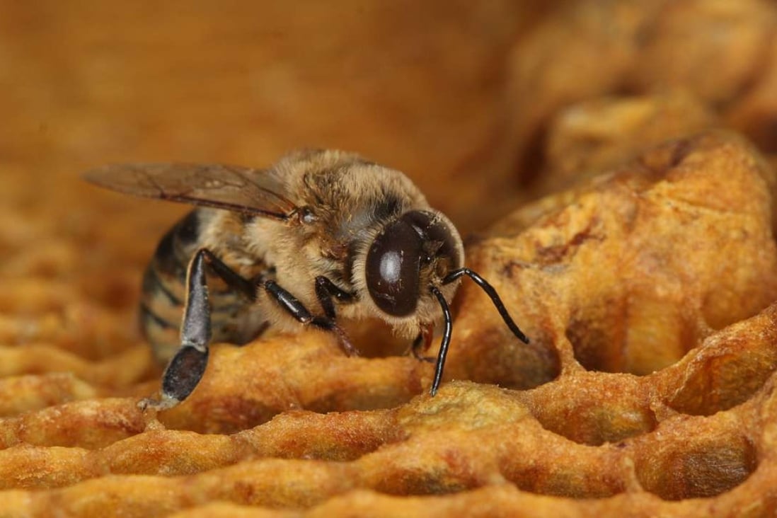 In this photo provided by Geoffrey Williams, a drone honey bee emerges from a honeycomb. A new study out of the University of Bern in Switzerland found that the common insecticide neonicotinoid reduces the amount of live sperm in drone honey bees by 39 percent. Photo: AP