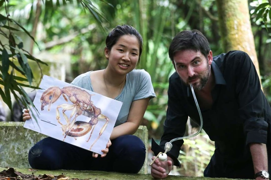 Ying Luo and Benoit Guenard of the Insect Biogeography and Biodiversity research group described and named a new ant species Paratopula bauhinia. Photo: Jonathan Wong
