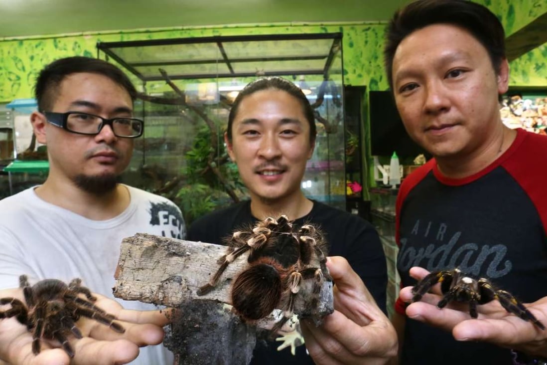 Member's of the Hong Kong Tarantula Club (from far left) Ricky Chan, Bowie Chan, and founder Bunny Poon King-chung, at the Hong Kong Reptile Channel in Mong Kok. Photo: Jonathan Wong