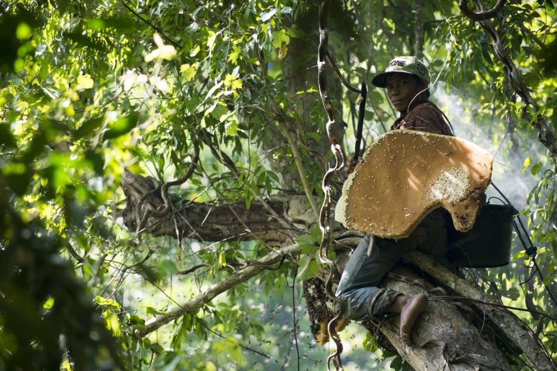 Pak Abidin has over 20 years of experience collecting wild honey. Here he slices off the outer layer of the hive to get at the good stuff. Photos: David Burden