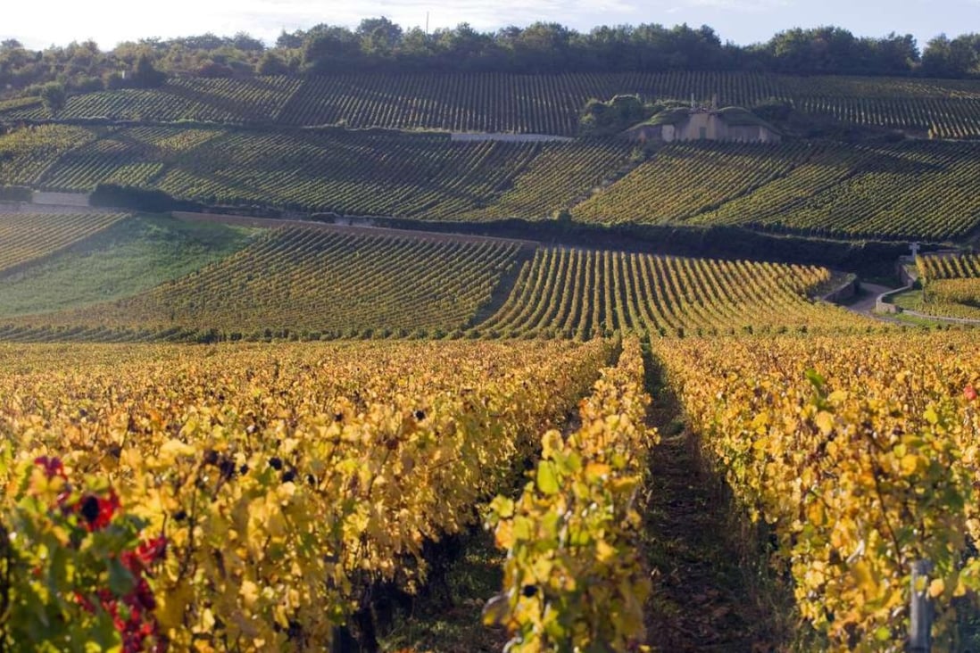 A Domaine Arnoux-Lachaux vineyard.