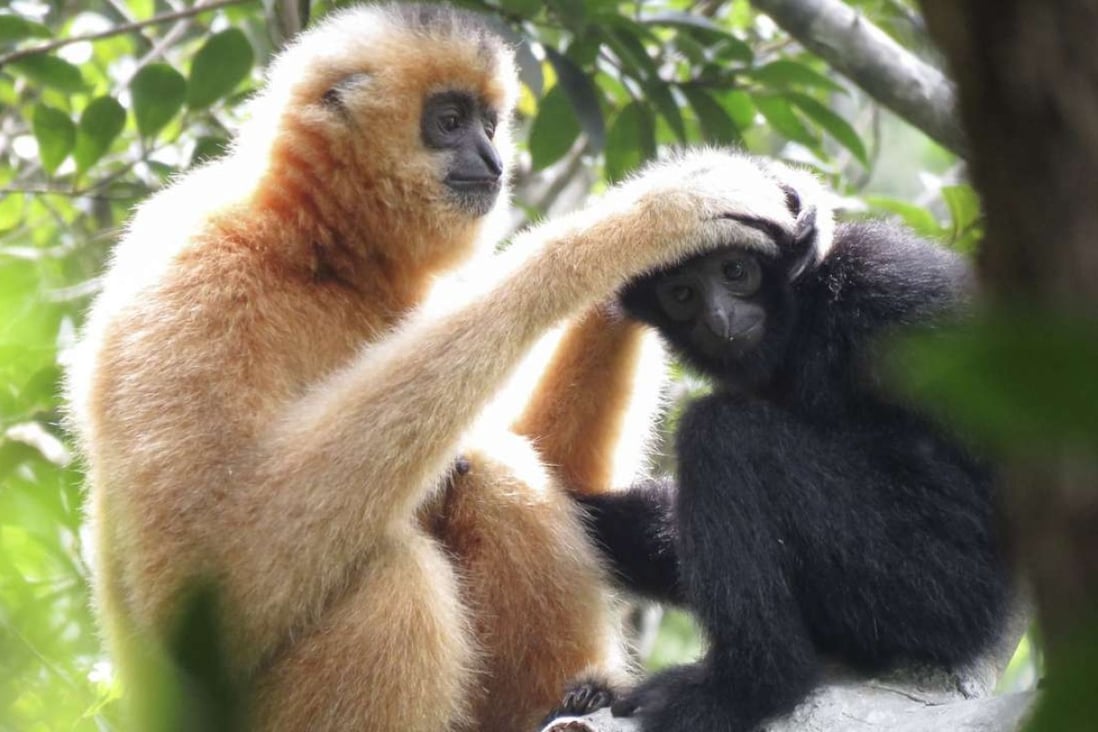 Gibbons at the Bawangling National Nature Reserve, in Hainan, in September last year. Photos: Kadoorie Farm and Botanic Garden and Bawangling National Nature Reserve