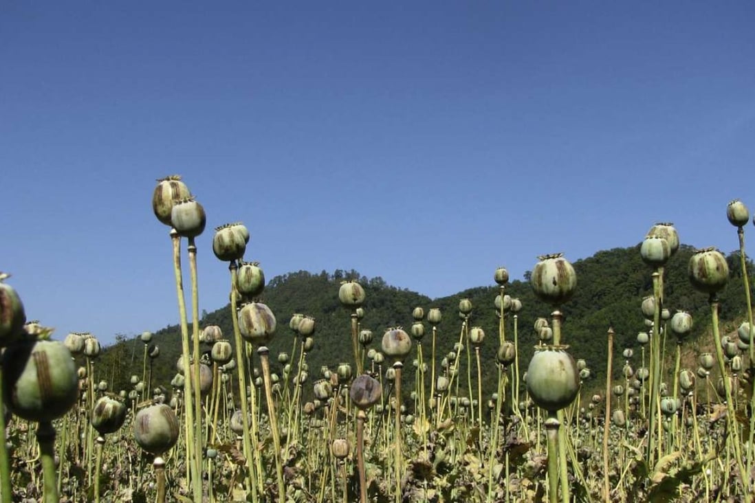 Opium poppies stand after being harvested at a field in Myanmar's Shan State. Photo: AP