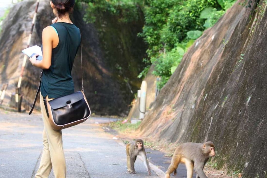 Monkeys in Kam Shan Country Park. Picture: SCMP