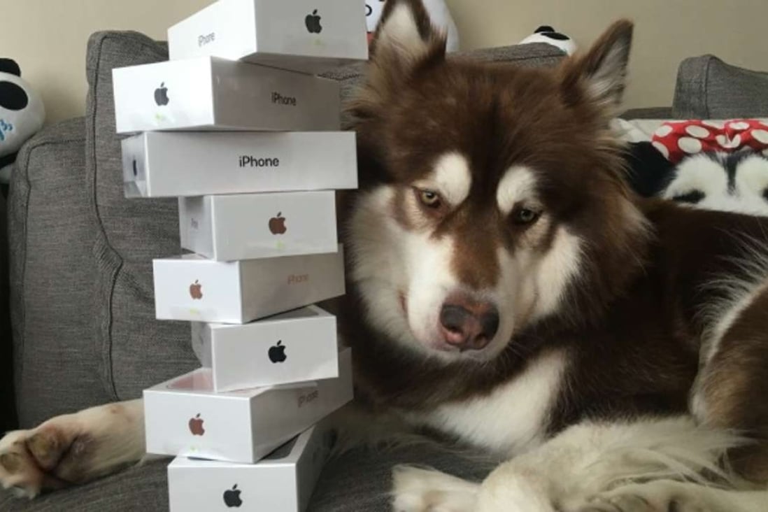 The photo that Wang Sicong put online showing his Alaskan malamute with eight iPhone 7s. Photo: SCMP Pictures