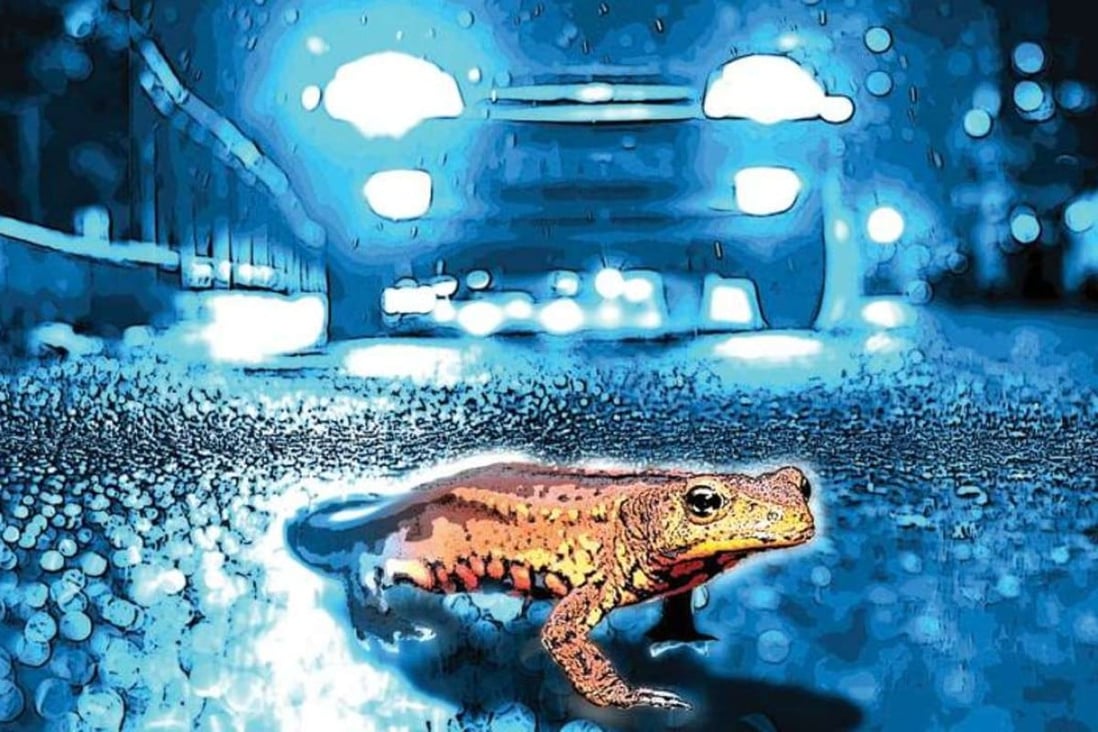 The Hong Kong warty newt is among the wildlife species prone to being killed on Hong Kong roads. Illustration: Brian Wang