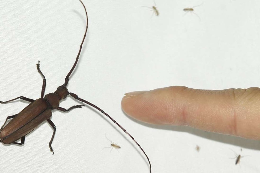 Long-horned beetle attack temperate forests. Photo: SCMP Pictures
