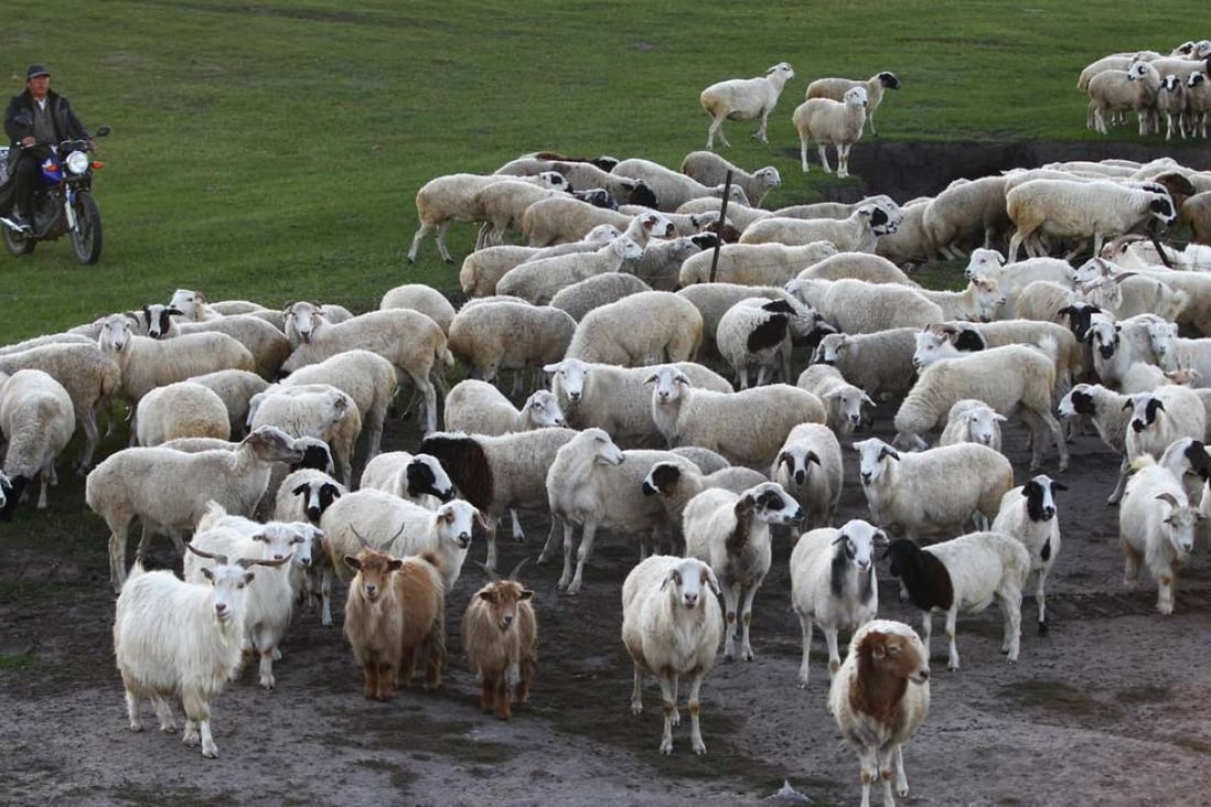 A man herds sheep in New Barag Left Banner, Inner Mongolia, in September. Photo: Simon Song